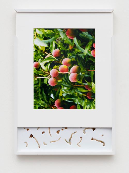 Brad Troemel, Security Sliding Frame and Silk Road Mushrooms (Berry), 2016. 24-20 x 17 in, 62-52 x 43 cm