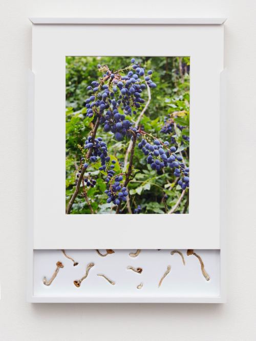 Brad Troemel, Security Sliding Frame and Silk Road Mushrooms (Blueberry), 2016. 24-20 x 17 in, 62-52 x 43 cm