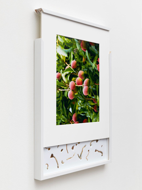 Brad Troemel, Security Sliding Frame and Silk Road Mushrooms (Berry), 2016. 24-20 x 17 in, 62-52 x 43 cm