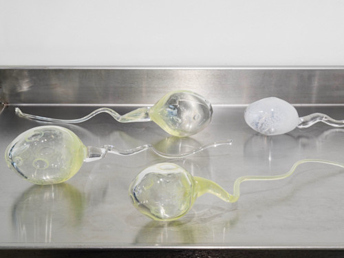 Zoe Barcza, Sperm, 2016. Hand blown glass, Varying sizes approx 3 x 3 x 14 in, 7 x 7 x 35 cm