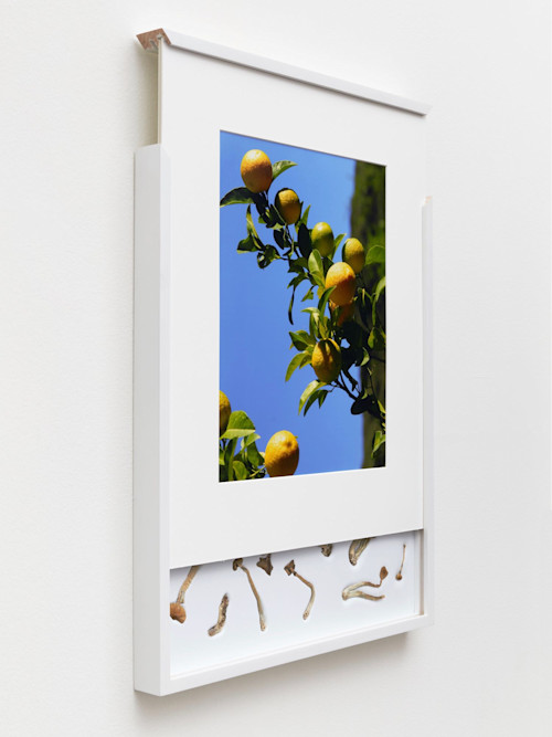 Brad Troemel, Security Sliding Frame and Silk Road Mushrooms (Lemon), 2016. 24-20 x 17 in, 62-52 x 43 cm