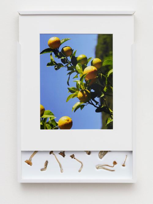 Brad Troemel, Security Sliding Frame and Silk Road Mushrooms (Lemon), 2016. 24-20 x 17 in, 62-52 x 43 cm