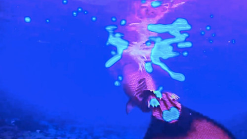 Sandra Mujinga, Scales. Pros and Cons (Research on Becoming a Sea Creature) 2015. Video, 19:12 min