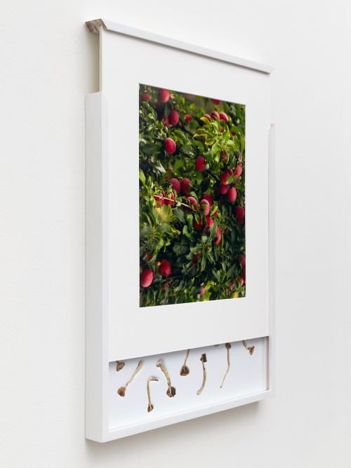 Brad Troemel, Security Sliding Frame and Silk Road Mushrooms (Apple), 2016. 24-20 x 17 in, 62-52 x 43 cm