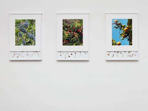 Brad Troemel, Security Sliding Frame and Silk Road Mushrooms. 