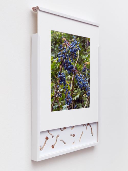 Brad Troemel, Security Sliding Frame and Silk Road Mushrooms (Blueberry), 2016. 24-20 x 17 in, 62-52 x 43 cm