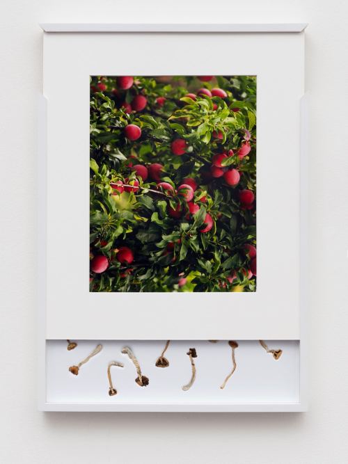 Brad Troemel, Security Sliding Frame and Silk Road Mushrooms (Apple), 2016. 24-20 x 17 in, 62-52 x 43 cm